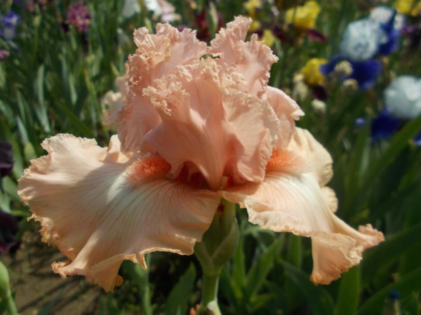  - Irisi -2019 Barbata Elatior si intermedia