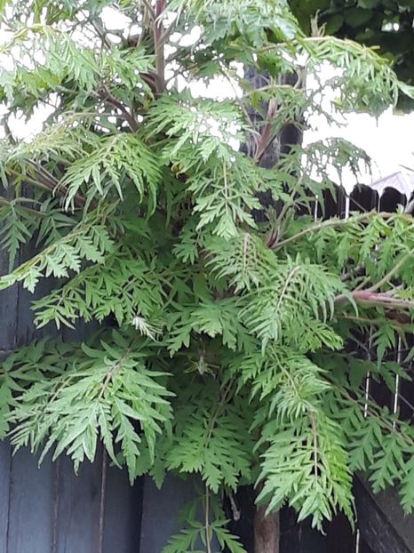  - Gradina mea 2019