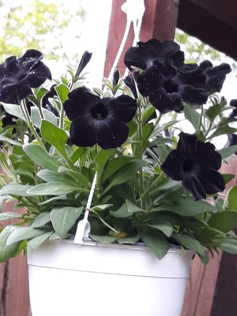  - Gradina mea 2019