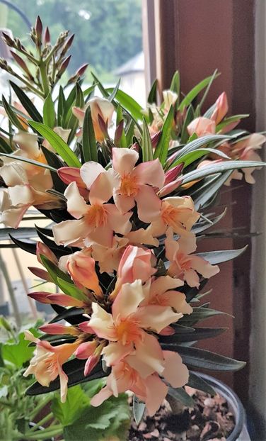  - x Alte plante cu flori