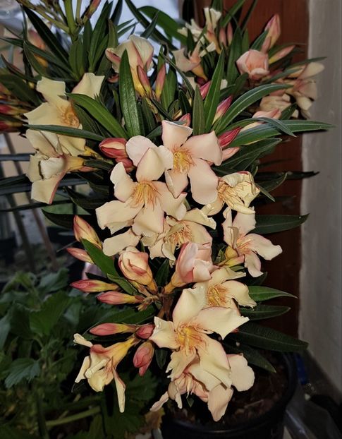  - x Alte plante cu flori