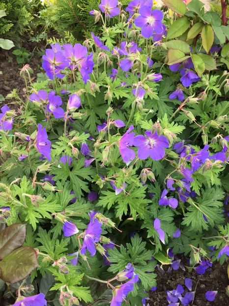 Geranium rozanne - Gradina 2019