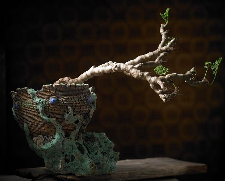 Mark Follon: Pelargonium carnosum - Vase - aranjamente - accesorii