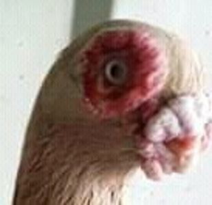  - B E R B E R I  ---    BARBS  PIGEONS