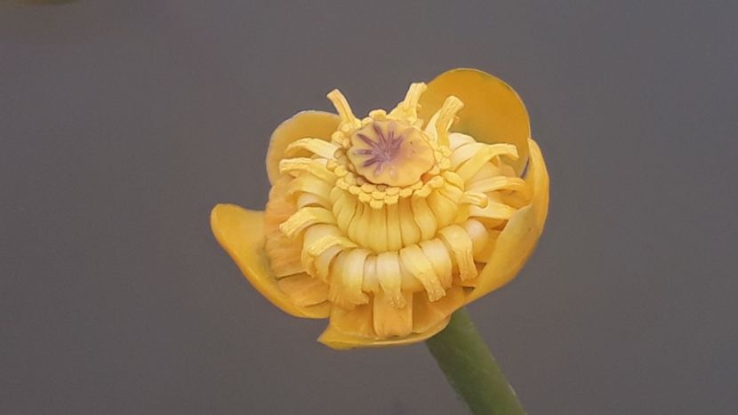  - Mini-iaz sau pur si simplu balta noastra