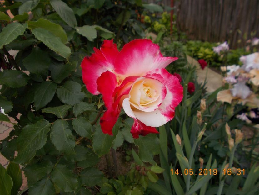 vedeta - Trandafiri 2019