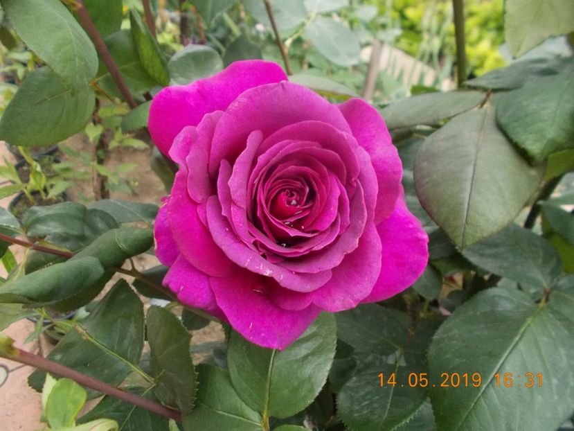 big purple - Trandafiri 2019