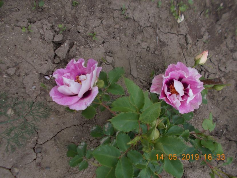  - Trandafiri 2019