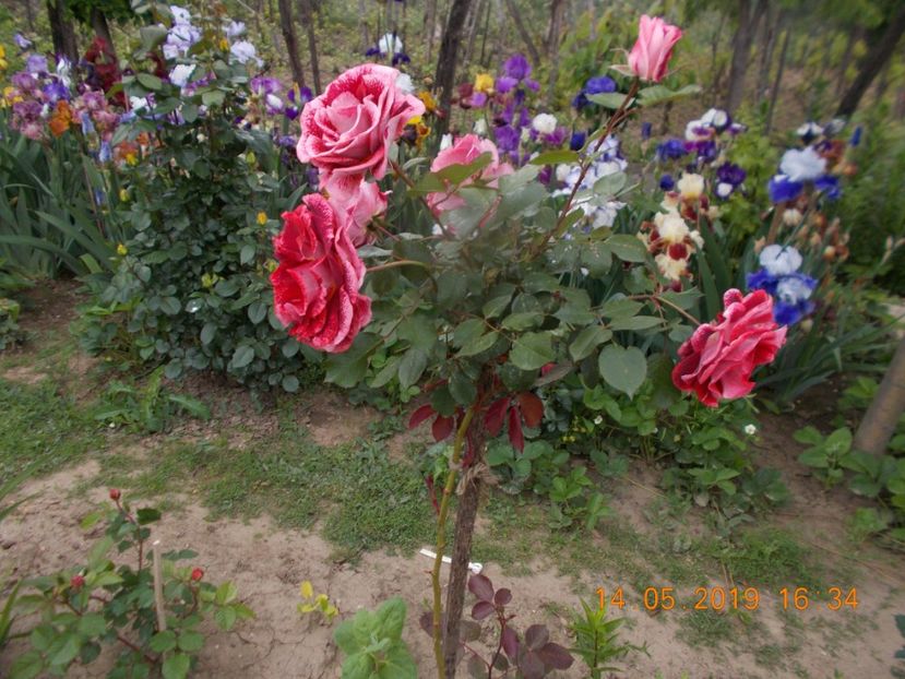  - Trandafiri 2019