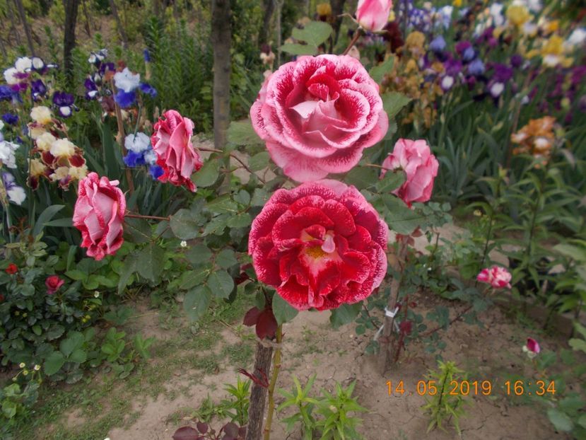  - Trandafiri 2019