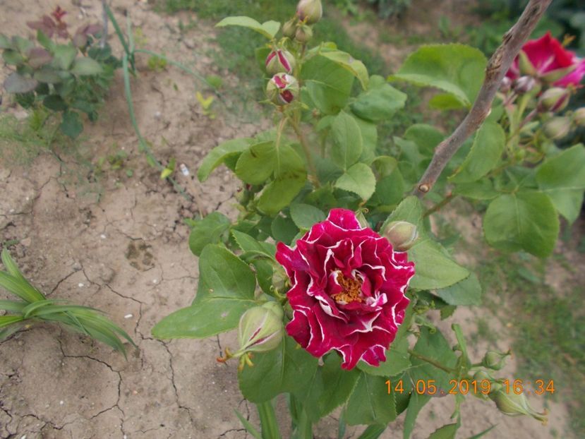 roger lambelin - Trandafiri 2019