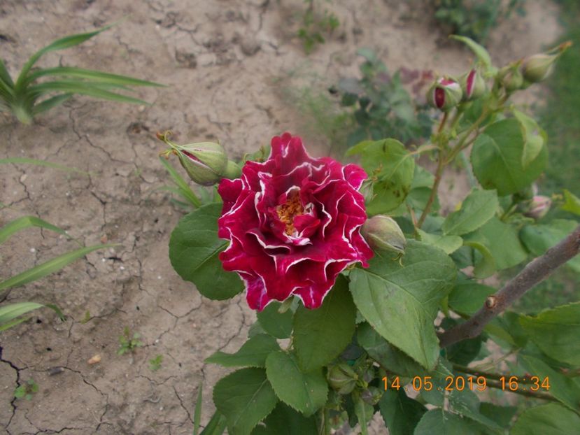  - Trandafiri 2019