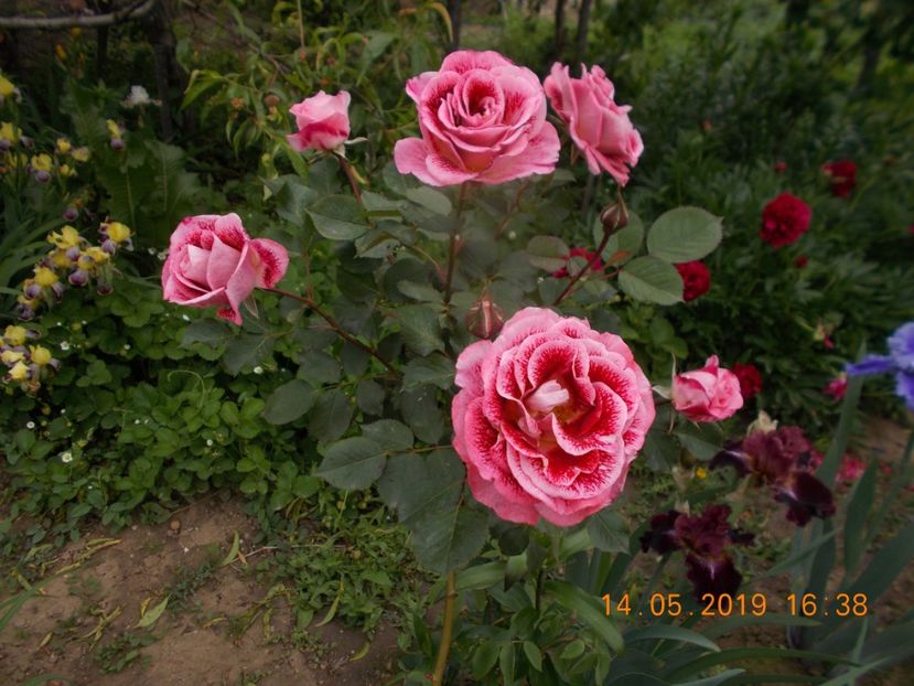  - Trandafiri 2019