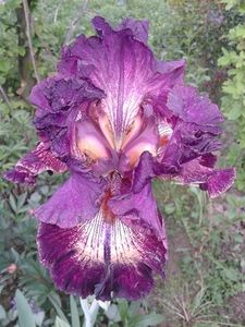 Indiscret - irisi comuni