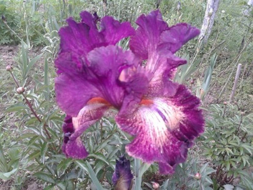 Indisret - irisi comuni