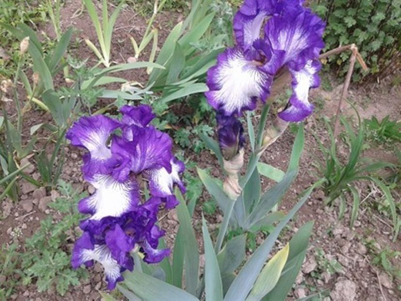 bicolor mov cu alb - Irisi remontanti