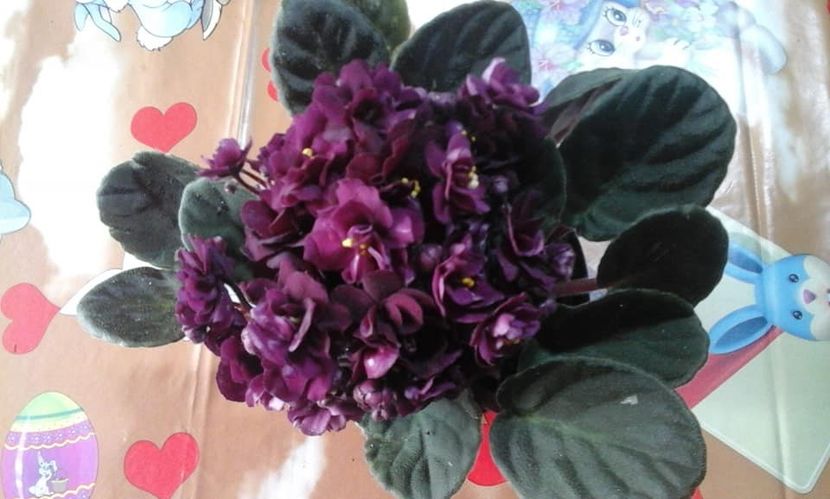  - violete