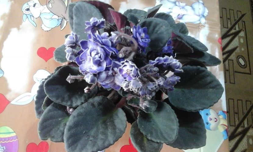  - violete