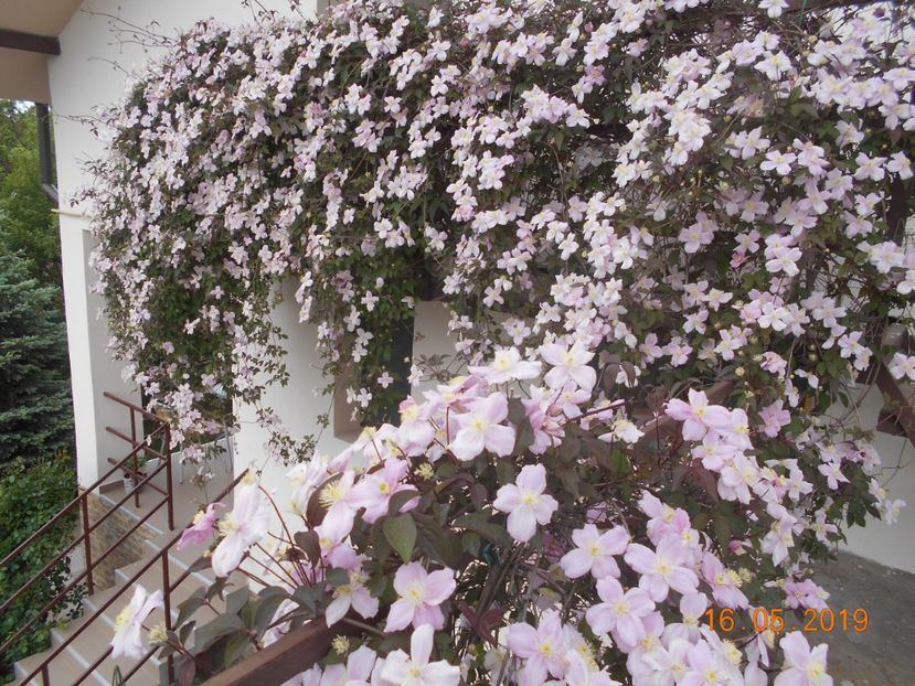  - 2Clematite 2019