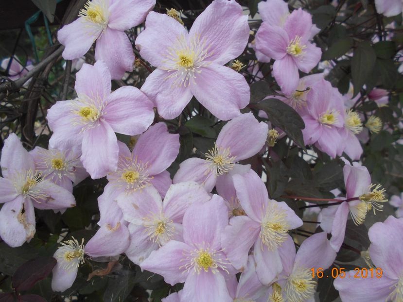  - 2Clematite 2019