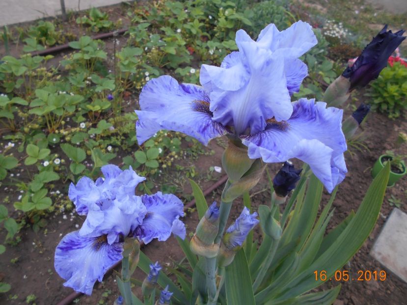 Broken Patern - 2Irisi 2019