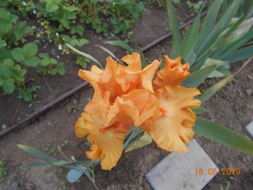 Good Show - 2Irisi 2019