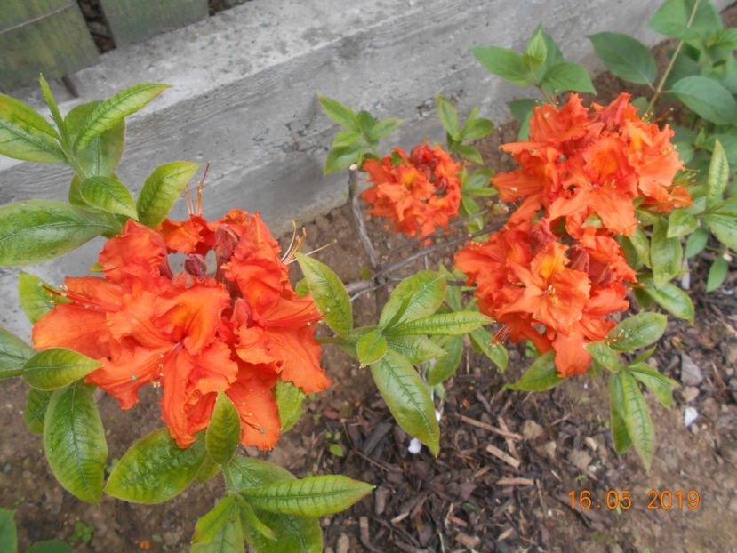  - 2Azalee-rhododendroni-hortensii-hoste 2019