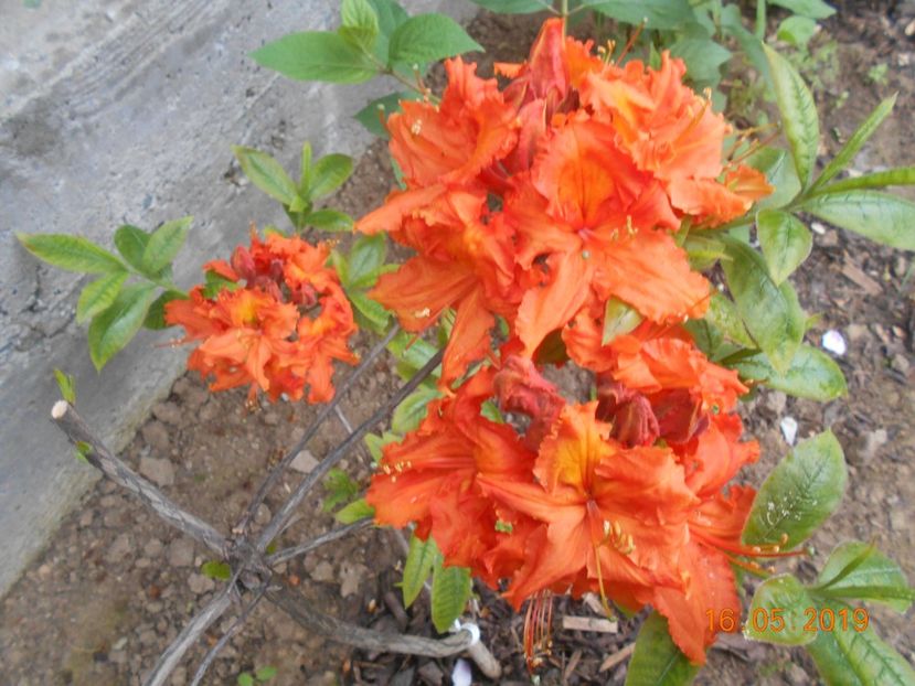 Azalea Gibraltar - 2Azalee-rhododendroni-hortensii-hoste 2019