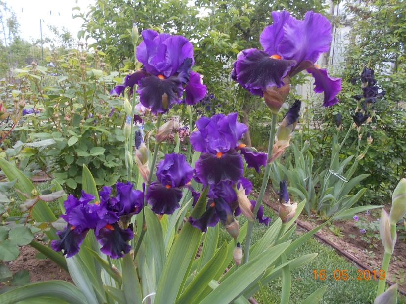 Local Color - 2Irisi 2019