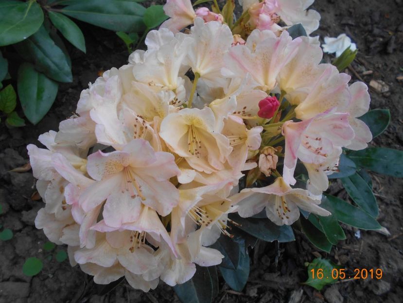 Rhodo Percy Wiseman - 2Azalee-rhododendroni-hortensii-hoste 2019
