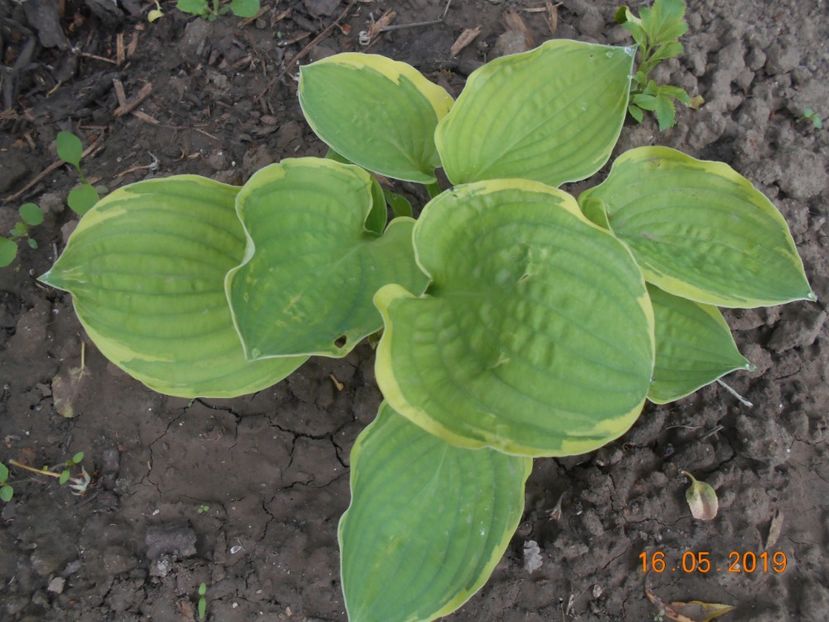 Hosta Carnival - 2Azalee-rhododendroni-hortensii-hoste 2019