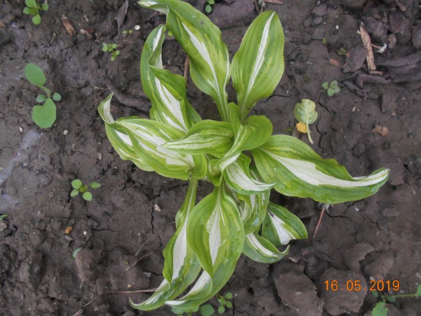 Hosta Mediovariegata - 2Azalee-rhododendroni-hortensii-hoste 2019
