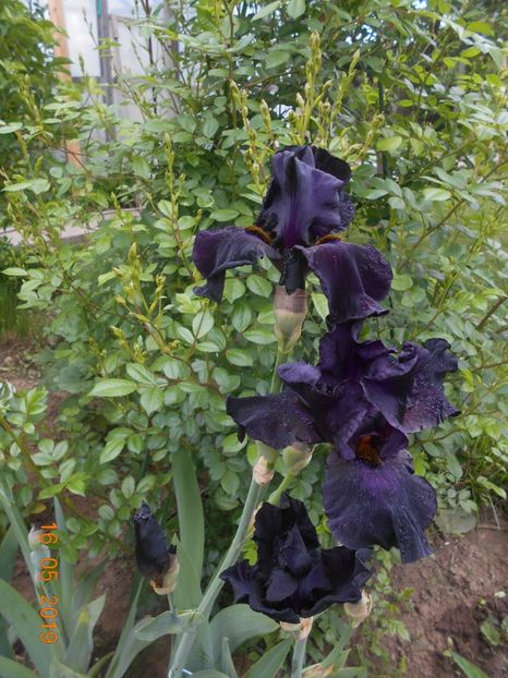 Old Black Magic - 2Irisi 2019