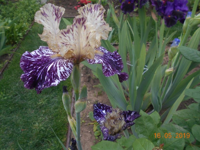 Gnus Flash - 2Irisi 2019