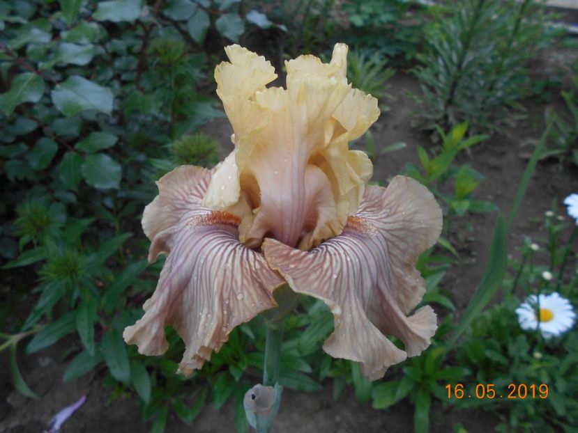 Just Crazy - 2Irisi 2019