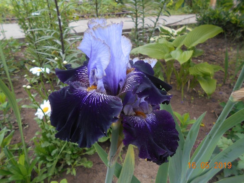 Juliusz Slowacki - 2Irisi 2019