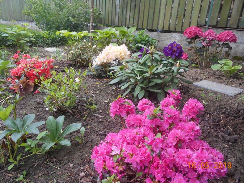  - 2Azalee-rhododendroni-hortensii-hoste 2019