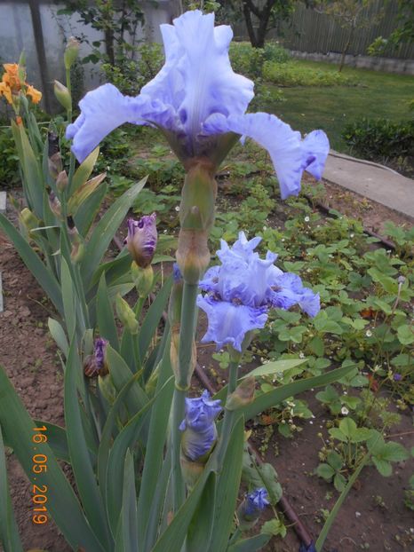 Broken Patern - 2Irisi 2019