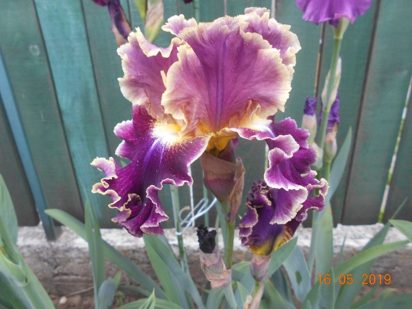 Montmartre - 2Irisi 2019