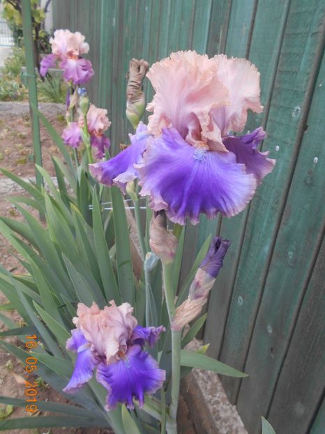 Florentine Silk - 2Irisi 2019