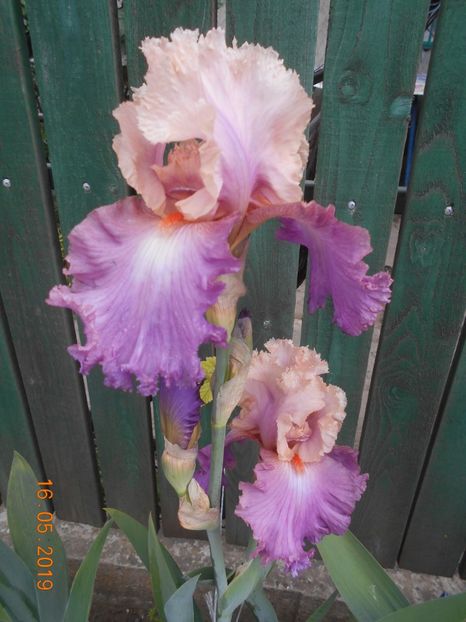 Sweet Musette - 2Irisi 2019