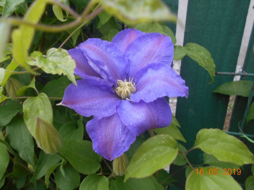 H F Young - 2Clematite 2019