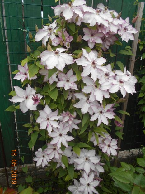 Omoshiro - 2Clematite 2019
