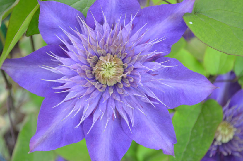  - dragostea  de natura