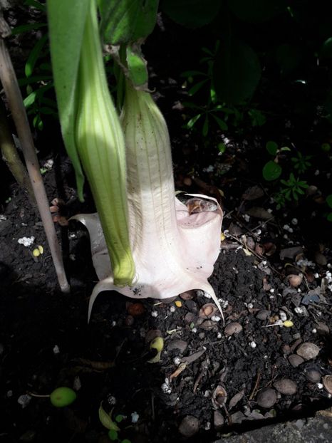 20190511_120747(0) - Rosalla