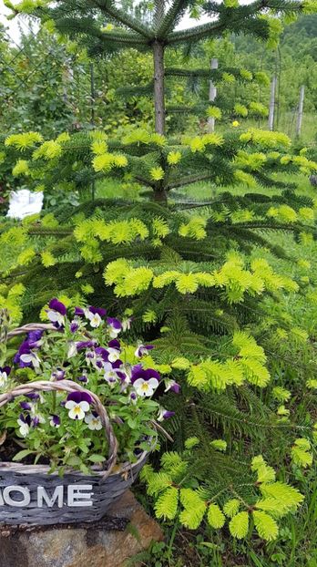 received_2392477710788095 - Primavara 2019