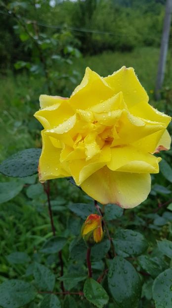 received_584232658754159 - Primavara 2019