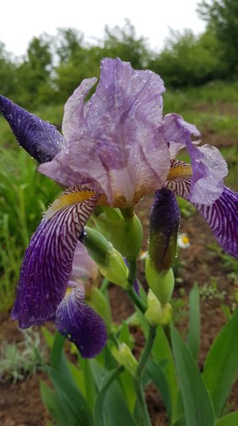 received_355436188439531 - Primavara 2019