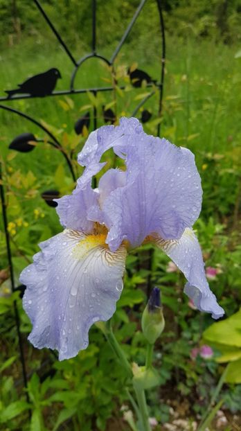 received_1204039529774645 - Primavara 2019