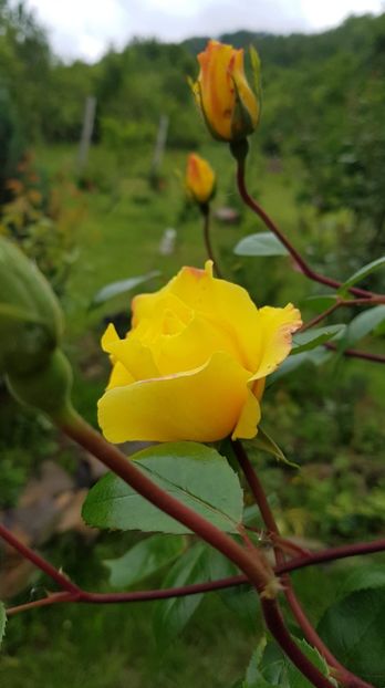 received_355236301776069 - Primavara 2019